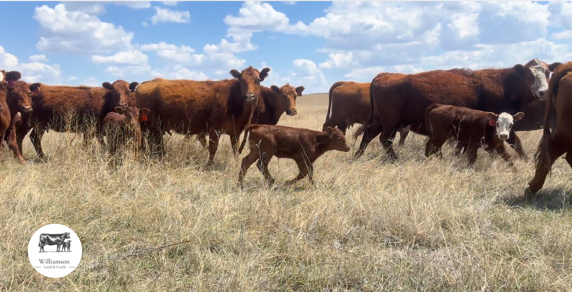 80 Red Angus cow pairs! CP513E5